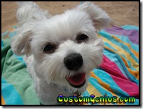 maggie-may-beach-blanket-customgenius.com