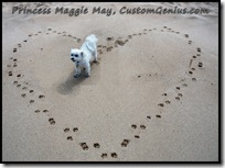 princess-maggie-may-maltese-customgenius.com