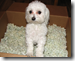 Princess Maggie May Maltese In a Box