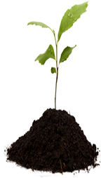 Let your ideas grow with Custom Genius