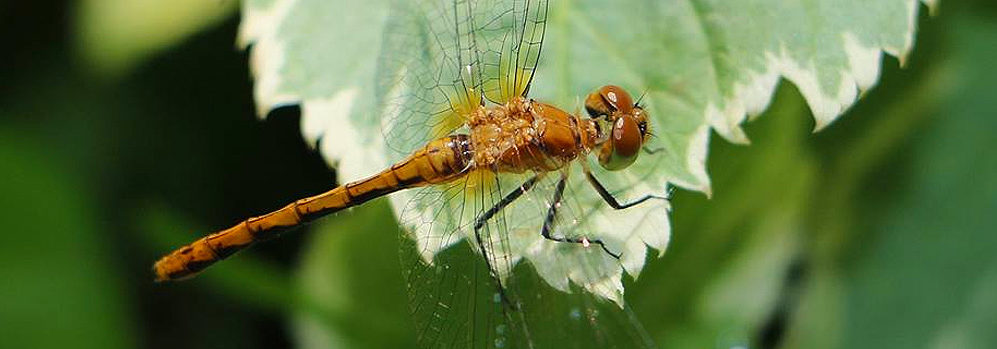 dragonfly in minnesota