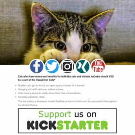 Hawaii Cat Cafe Honolulu Oahu